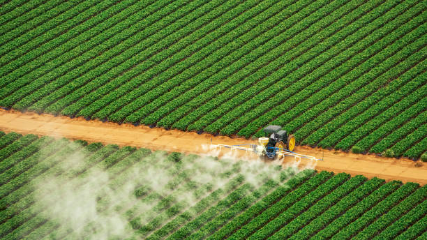 Best Ant Control Services  in Baileys Crossroads, VA
