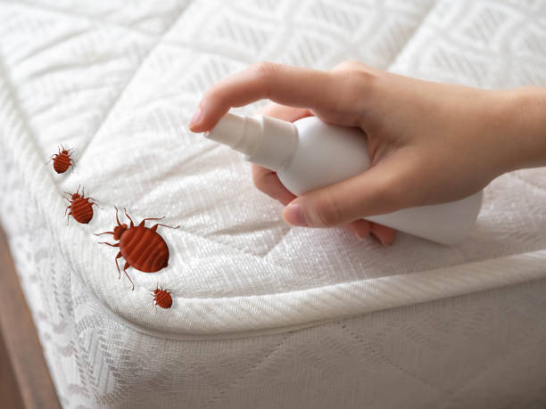 Best Affordable Pest Control Services  in Baileys Crossroads, VA