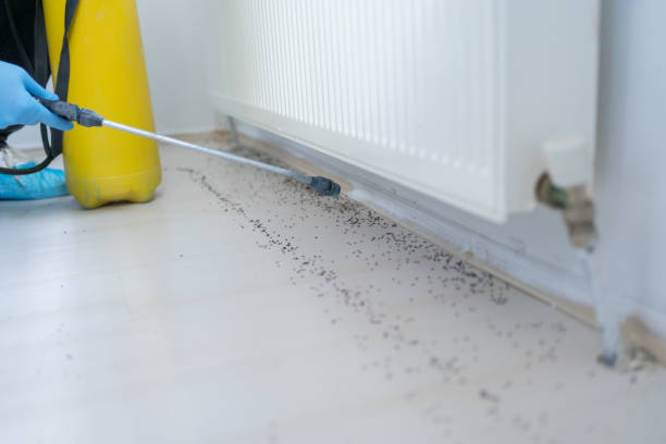 Best Flea Control Services  in Baileys Crossroads, VA