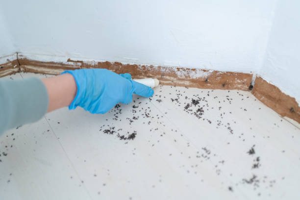 Best Mosquito Control Services  in Baileys Crossroads, VA
